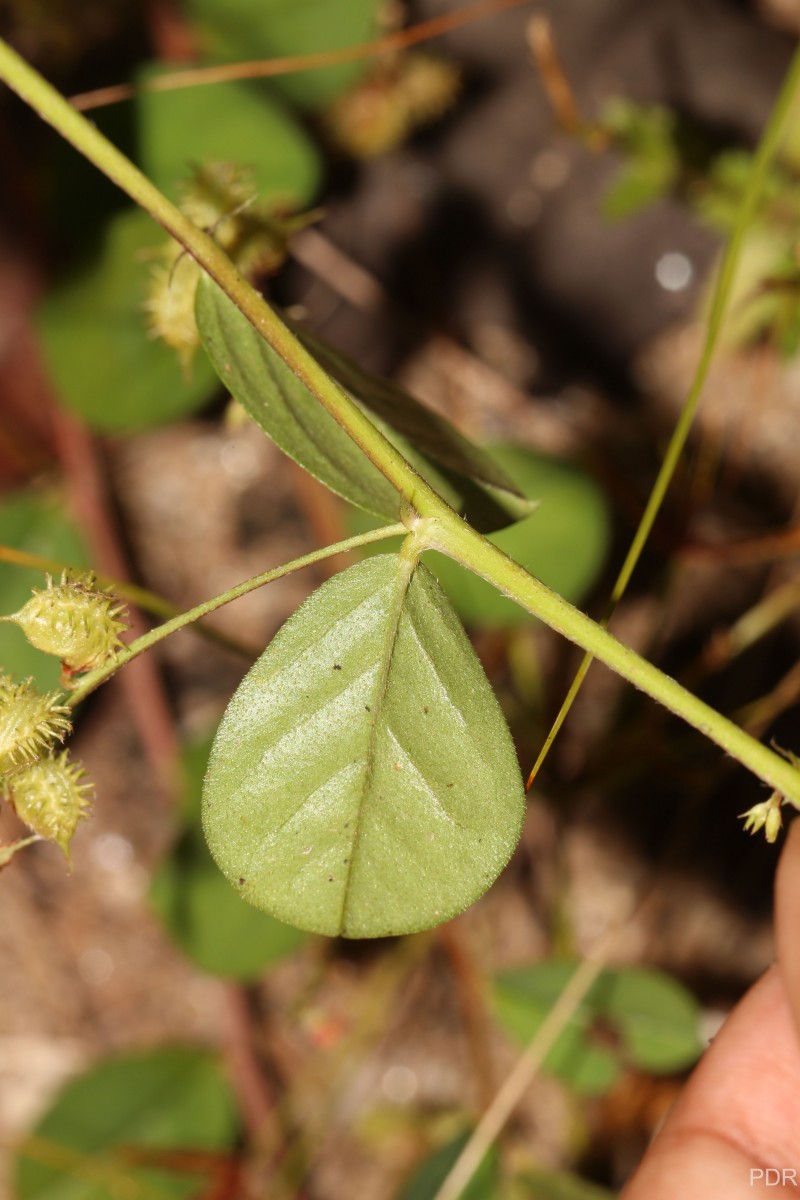 Indigofera nummulariifolia (L.) Livera ex Alston